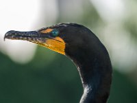 Cormorant Up Close